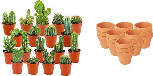 Mini Kakteen Mix – 18 Pflanzen – Ø8,1cm Terrakottatöpfe – Höhe 5–10cm – Pflegeleichte Zimmerpflanzen – Große Kakteen Auswahl für Fensterbank Büro & Wohnraum 