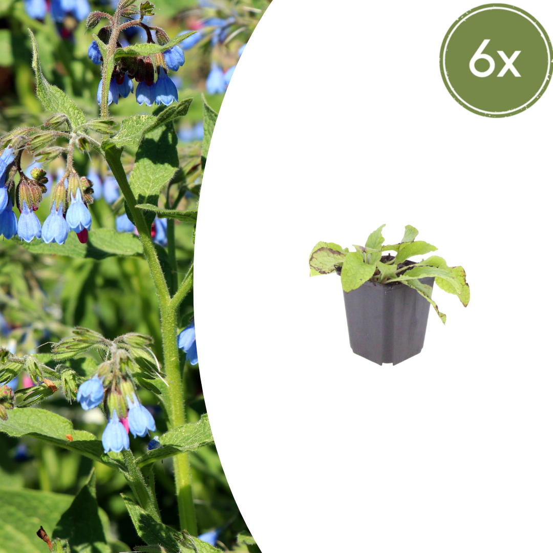 Symphytum grandiflorum Wisley Blue – 6 Pflanzen – Ø9cm – Höhe 10-25cm – Blauer Beinwell – Bodendecker für Schattenbeet – Winterharte Staude - Oasis of Life