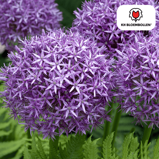 Allium 'Globemaster' – Zierlauch – violette Blütenkugeln – 5 Blumenzwiebeln – ↕80-100cm – bienenfreundliche Sommerblüher 