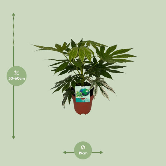 Weiß-Bunte Zimmeraralie - Fatsia Japonica Variegata - Zimmerpflanze - Ø19cm - ↕60cm