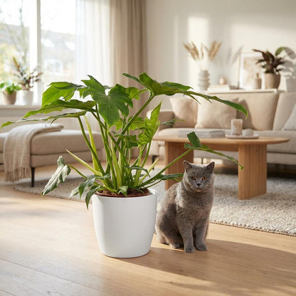 Green boutiQ - Zimmerpflanze - Philodendron - Philodendron Lacerum - Grün - Pflegeleicht - 1 Pflanze - mit weißem Übertopf - Topf 19cm - Höhe 65cm 
