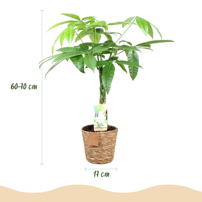 Green boutiQ - Zimmerpflanzen - Geflochtener Stamm Pachira Aquatica - Geldbaum - Wenig Pflege - mit Korb - Grün - 1 Pflanze - Topf 17cm - Höhe 60-70cm 