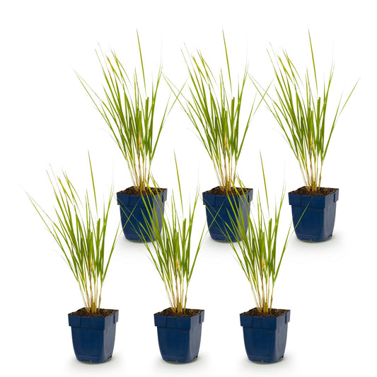 Reitgras 'Karl Foerster' – Calamagrostis 'Karl Foerster' – 6 Pflanzen – Topf Ø11cm – Staude für Garten & Balkon