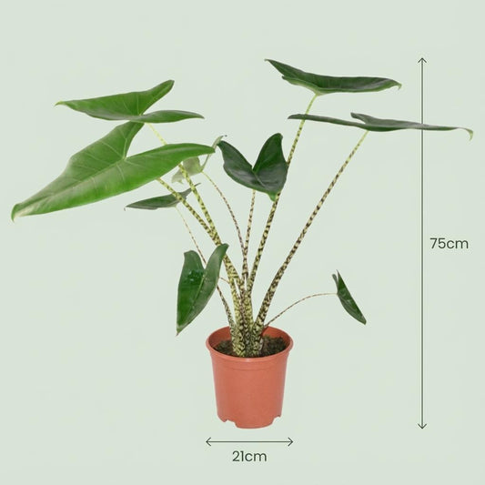 Pfeilblatt Alocasia Zebrina Ø21cm Höhe 70–75cm – Elefantenohr mit gestreiften Stielen – Exotische Zimmerpflanze für Wohnraum & Büro 