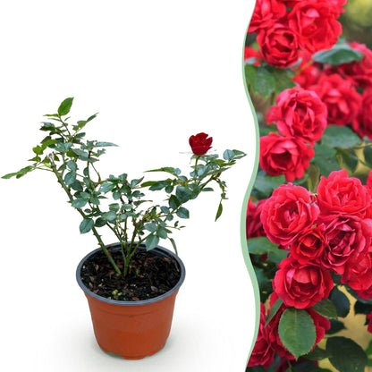 Green boutiQ - Garten Rose - Rosa Rote The Fairy - Rose - Winterhart - Rot - 1 Pflanze - Topf 12cm - Höhe 20-25cm 