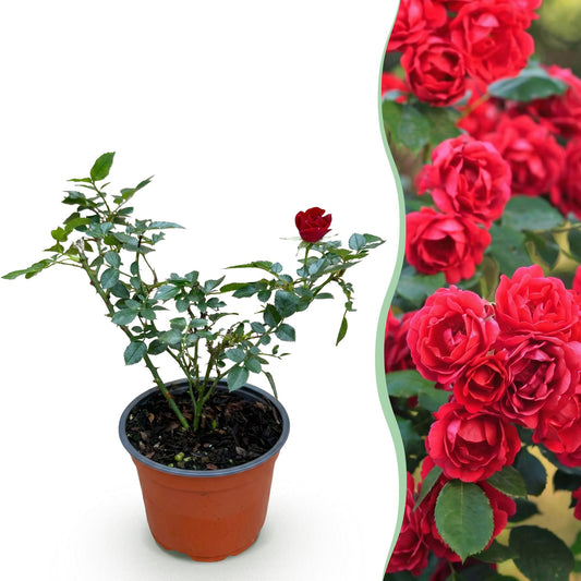Green boutiQ - Garten Rose - Rosa Rote The Fairy - Rose - Winterhart - Rot - 1 Pflanze - Topf 12cm - Höhe 20-25cm 