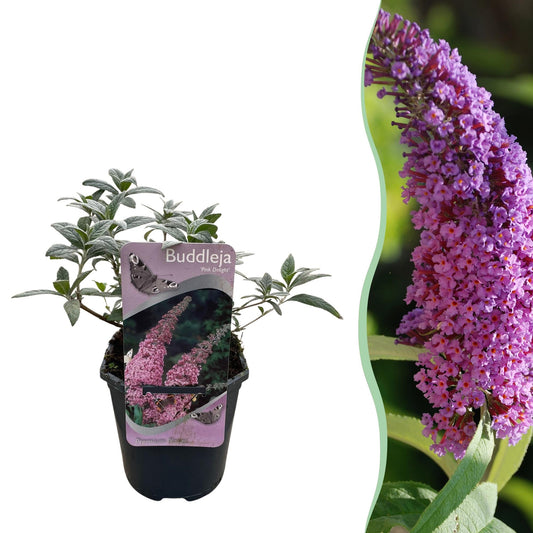 Schmetterlingsstrauch Buddleja davidii Pink Delight – Rosa Blüten – Schmetterlingsfreundlich – Laubabwerfend – 17 cm x H25 cm – Pflegeleicht 