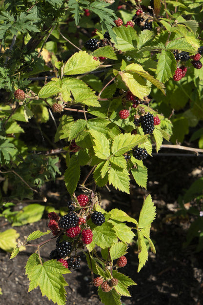 Brombeere - Rubus fruticosus Black Satin - Dornenlose Brombeerpflanze - Ø13cm - Höhe ca. 45cm - Winterharte Obstpflanze für Garten und Terrasse 