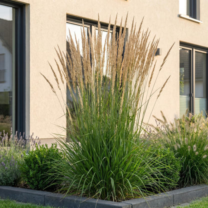 Reitgras 'Karl Foerster' – Calamagrostis 'Karl Foerster' – 6 Pflanzen – Topf Ø11cm – Staude für Garten & Balkon