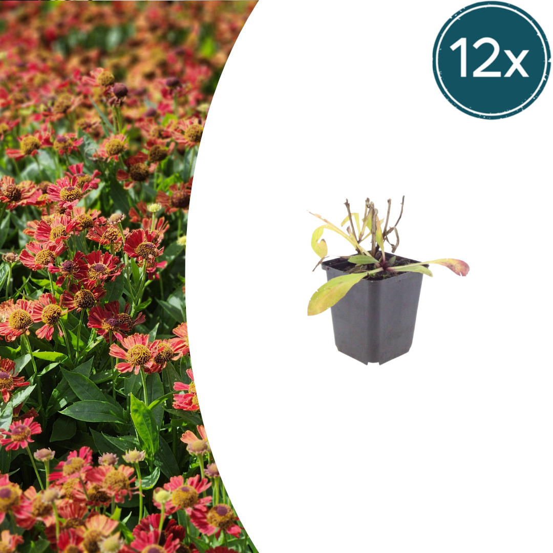Helenium Moerheim Beauty – 12 Pflanzen – Ø9cm – Höhe 10-25cm – Sonnenbraut Staude – Gelb Orange Sommerblüher – Winterhart für Beet & Präriegarten