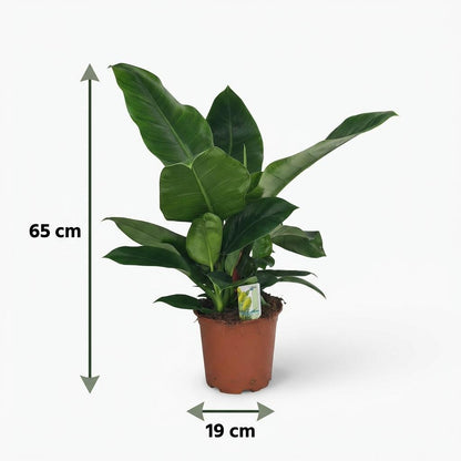 Green boutiQ - Zimmerpflanze - Philodendron - Philodendron Imperial Green - Grün - Pflegeleicht - 1 Pflanze - Topf 19cm - Höhe 65cm 
