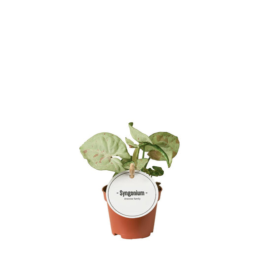 Purpurtute - Syngonium Confetti - Zimmerpflanze - Ø6cm - ↕15cm