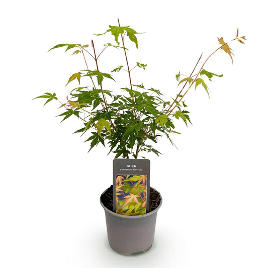 GreenboutiQ - Gartenpflanze - Acer palmatum Katsura - Orange - 1 Pflanze - Laubabwerfend - Wenig Pflege - Topf 12cm Höhe 35cm 