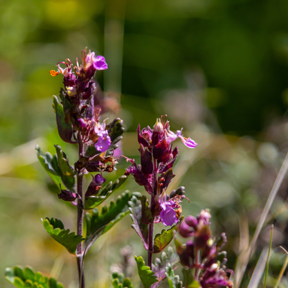 Teucrium lucidrys – 6 Pflanzen – Ø9cm – Höhe 10-25cm – Immergrüner Halbstrauch – Schnittverträglich – Für Hecke, Steingarten & moderne Gartenanlagen - Oasis of Life