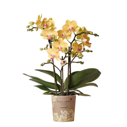Phalaenopsis Orchidee Gelb ‘Lima’ – Ø9cm – Kompakte Zimmerpflanze mit 2–3 Blütenstielen – Gelbe Blüten mit rotem Muster & violetter Lippe – Pflegeleicht – Direkt vom Züchter 