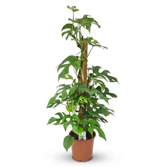 Green boutiQ - Zimmerpflanze - Mini-Fensterblatt - Monstera Minima Moosstab - Grün - Pflegeleicht - 1 Pflanze - Topf 19cm - Höhe 90cm 