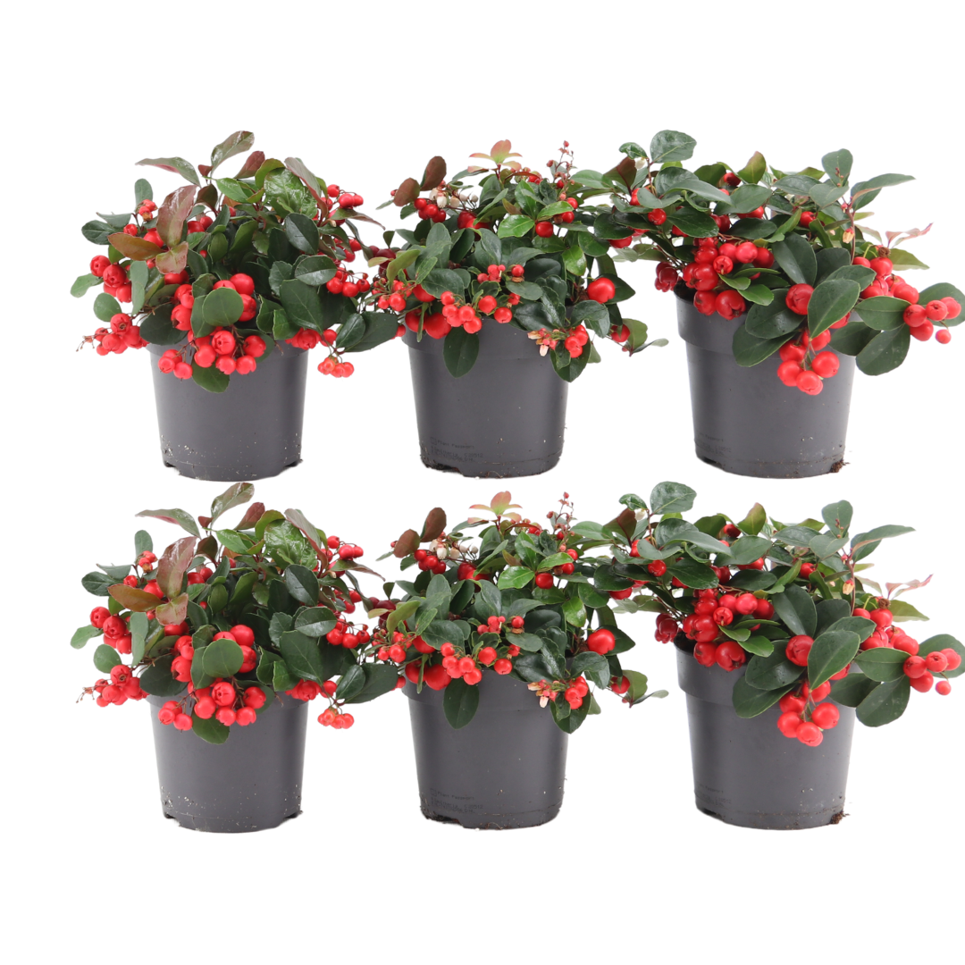 Gaultheria procumbens ‘Big Berry’ 6 Pflanzen – Ø12cm ↕15–20cm – Wintergrüne Pflanze mit roten Beeren – Immergrüner Bodendecker & Weihnachtsdeko – Für Garten, Balkon & Schalen 