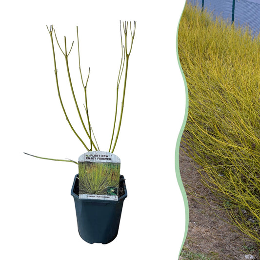 GreenboutiQ - Sträucher - Cornus alba Flaviramea - Grüne Zweige - 1 Pflanze - Laubabwerfend - Wenig Pflege - Topf 17cm Höhe 45cm 