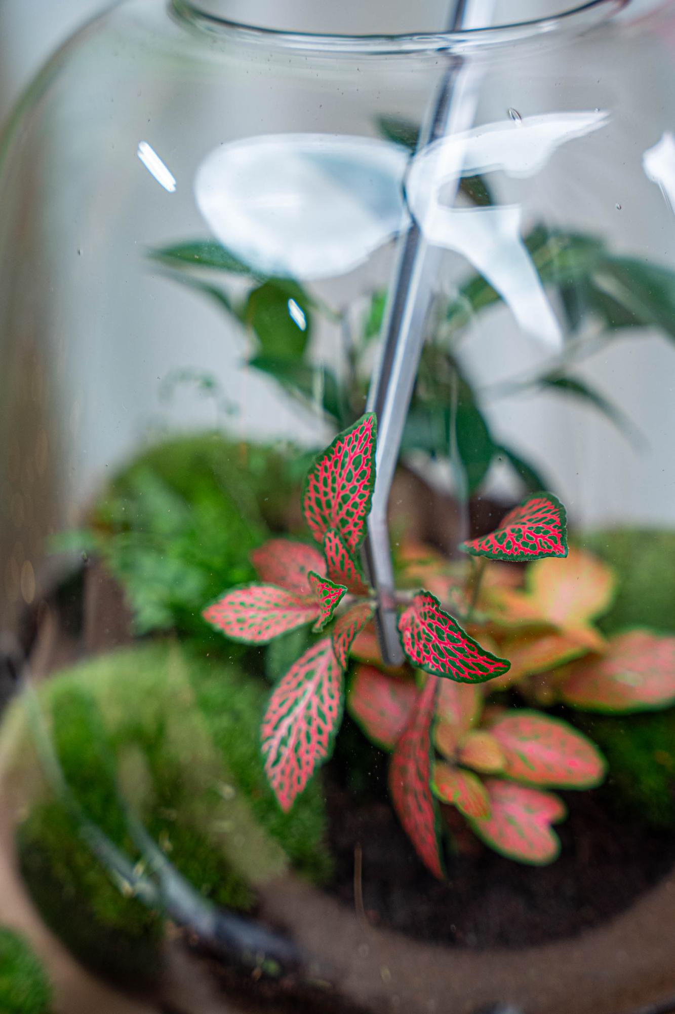 Terrarienpinzette – Edelstahl – 26cm – Lange Greifpinzette für Terrarium & Flaschengarten – Rostfreie Präzisionspinzette zum Pflanzen, Dekorieren & Reinigen 