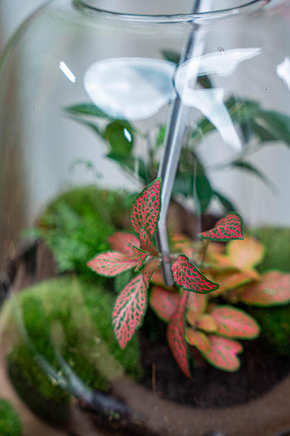 Terrarienpinzette – Edelstahl – 26cm – Lange Greifpinzette für Terrarium & Flaschengarten – Rostfreie Präzisionspinzette zum Pflanzen, Dekorieren & Reinigen 