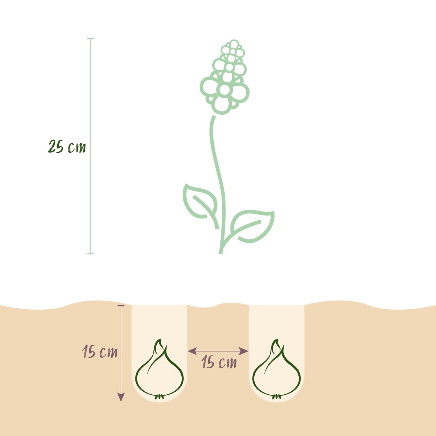 GreenboutiQ - Blumenzwiebeln - Hyazinthenmix - Verschiedene Farben - 10 Stück - Zwiebelgröße 14/15 - XXL Pack 