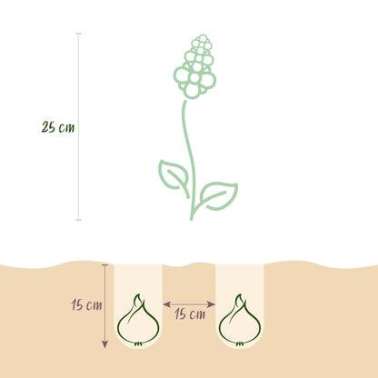 GreenboutiQ - Blumenzwiebeln - Hyazinthenmix - Verschiedene Farben - 10 Stück - Zwiebelgröße 14/15 - XXL Pack 