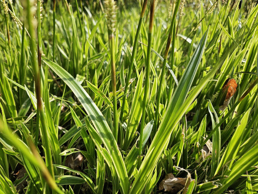 Goldrand Segge Carex morrowii 'Aureovariegata' – ↕10-25cm – Ø9cm – 40 Pflanzen – Japan-Segge – Immergrünes Ziergras – Halbschatten & Schatten – Pflegeleicht
