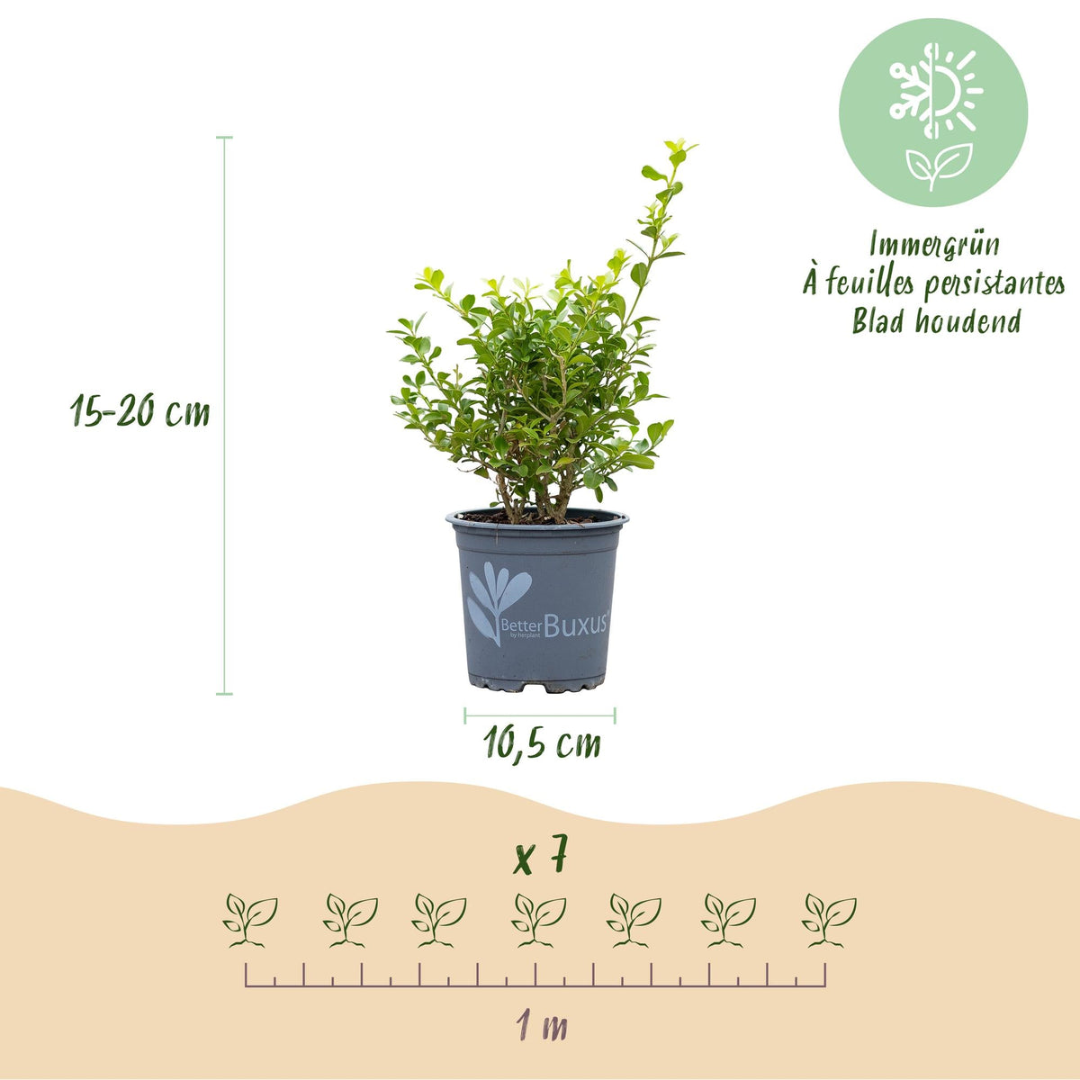 BetterBuxus Babylon Beauty Hecke 7 Pflanzen für 1 Meter 25-30cm 10,5cm widerstandsfähig pflegeleicht für Garten Formschnitt Sichtschutz winterhart