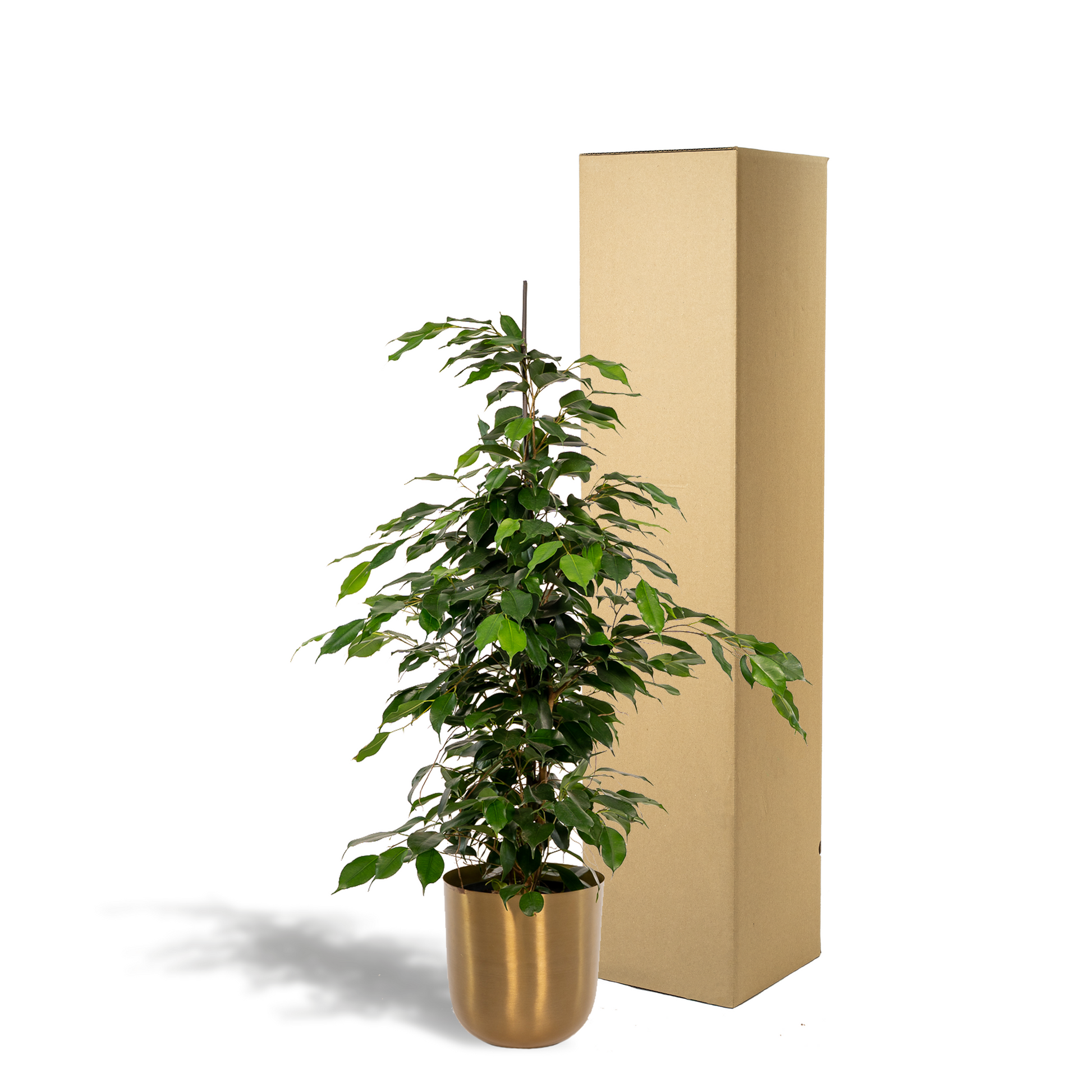 Ficus benjamina Danielle - Ø21cm - ↕95cm + Topf Mayk Gold 