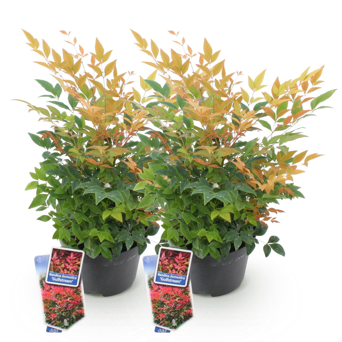 GreenboutiQ - Gartenpflanze - Nandina Gulfstream - Orange - 2 Pflanzen - Immergrün - Pflegeleicht - Topf 17cm Höhe 45cm 