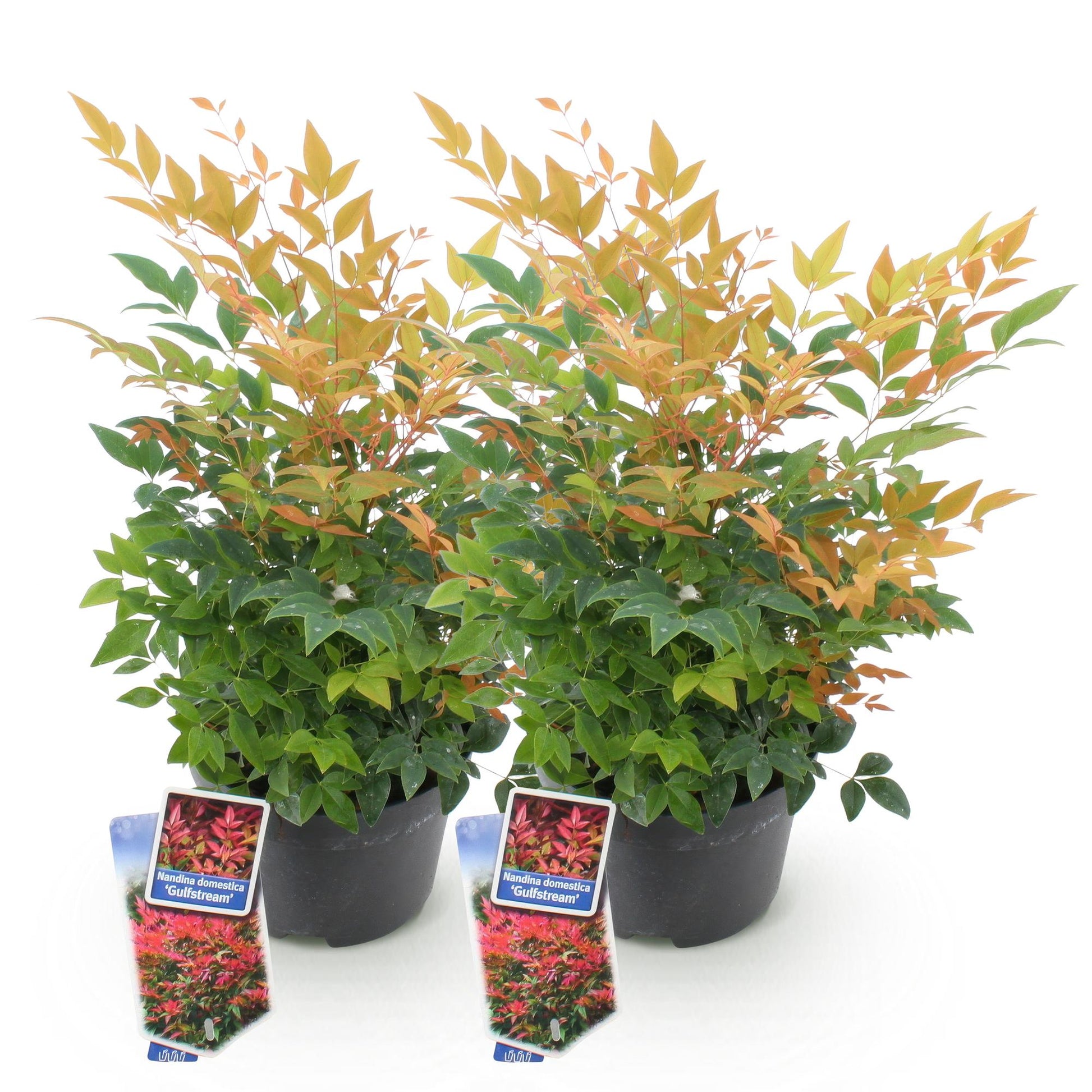 GreenboutiQ - Gartenpflanze - Nandina Gulfstream - Orange - 2 Pflanzen - Immergrün - Pflegeleicht - Topf 17cm Höhe 45cm 