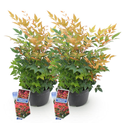 GreenboutiQ - Gartenpflanze - Nandina Gulfstream - Orange - 2 Pflanzen - Immergrün - Pflegeleicht - Topf 17cm Höhe 45cm 