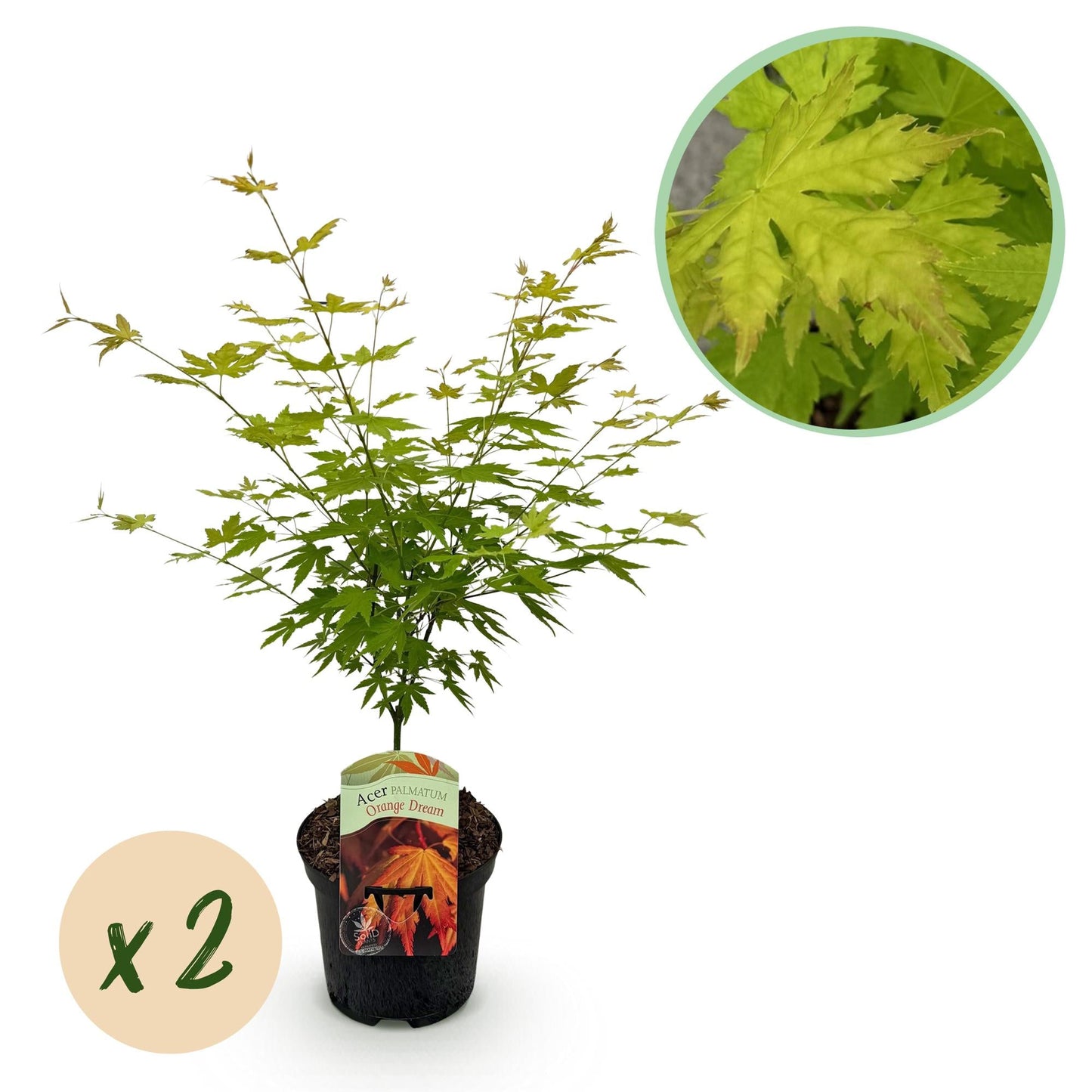 Japanischer Ahorn – Acer palmatum 'Orange Dream' – 2 Pflanzen – ca. 70 cm hoch – Topf Ø19 cm – orangefarbenes, fein gefiedertes Laub – Balkon- & Gartenpflanze 