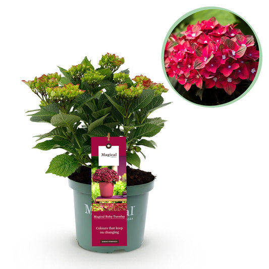 Hortensie Magical Ruby Tuesday & Saphire – 2 Pflanzen – Hydrangea macrophylla - 23 cm – Ca. 55 cm hoch – 6–10 Blüten – Für Balkon, Terrasse & Beet – Pflegeleicht 