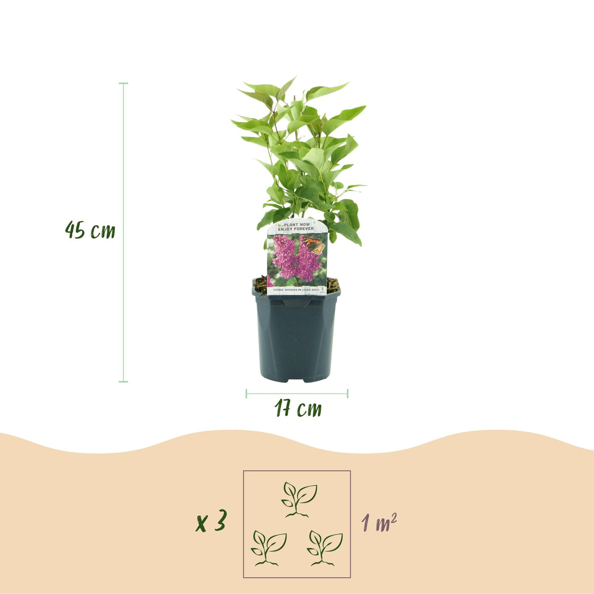 Green boutiQ - Garden Plant - Syringa vulgaris Ludwig Spath - Common Lilac - Hardy - Purple - 1 Plant - Pot 17cm - Height 45cm 
