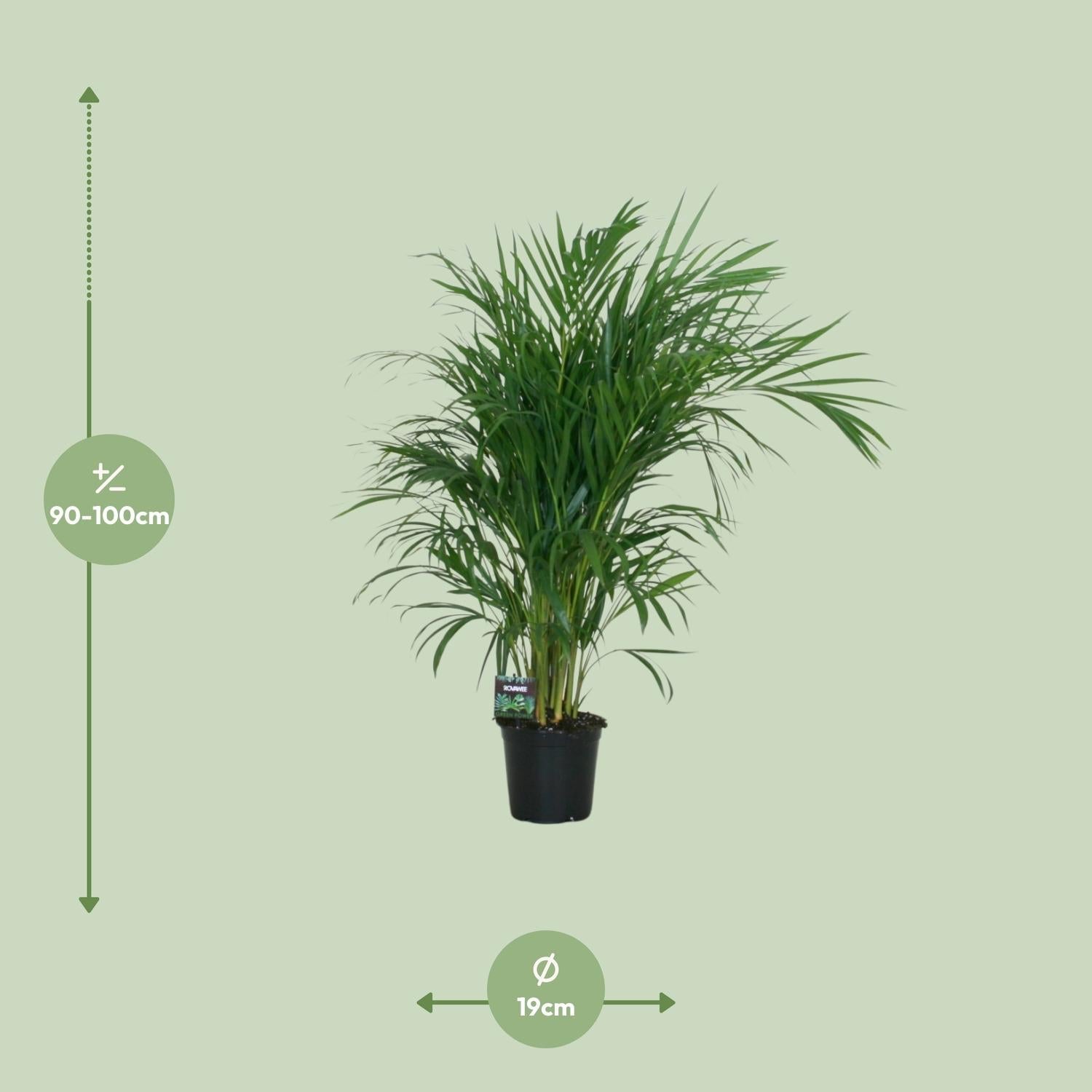 Goldfruchtpalme – Dypsis lutescens – Zimmerpflanze – Luftreinigende Bambuspalme – ca. 100–120 cm hoch – Ø19 cm Topf – Tropisches Raumgrün für Wohnung & Büro 