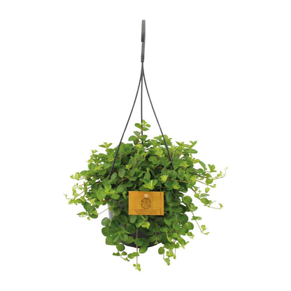 Zwergpfeffer Peperomia Rotundifolia – Zimmerpflanze – Glänzende Blätter – Ø15 cm, Höhe 25 cm – Pflegeleicht 