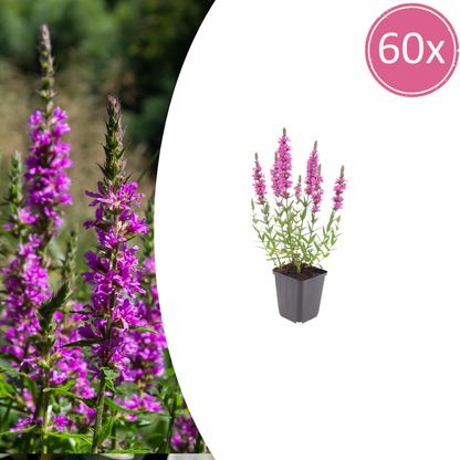 Lythrum salicaria Blutweiderich – 60 Pflanzen – Ø9cm – Höhe 10-25cm – Rosa Purpur Blütenähren – Winterharte Staude für Teichrand & Feuchtbeet