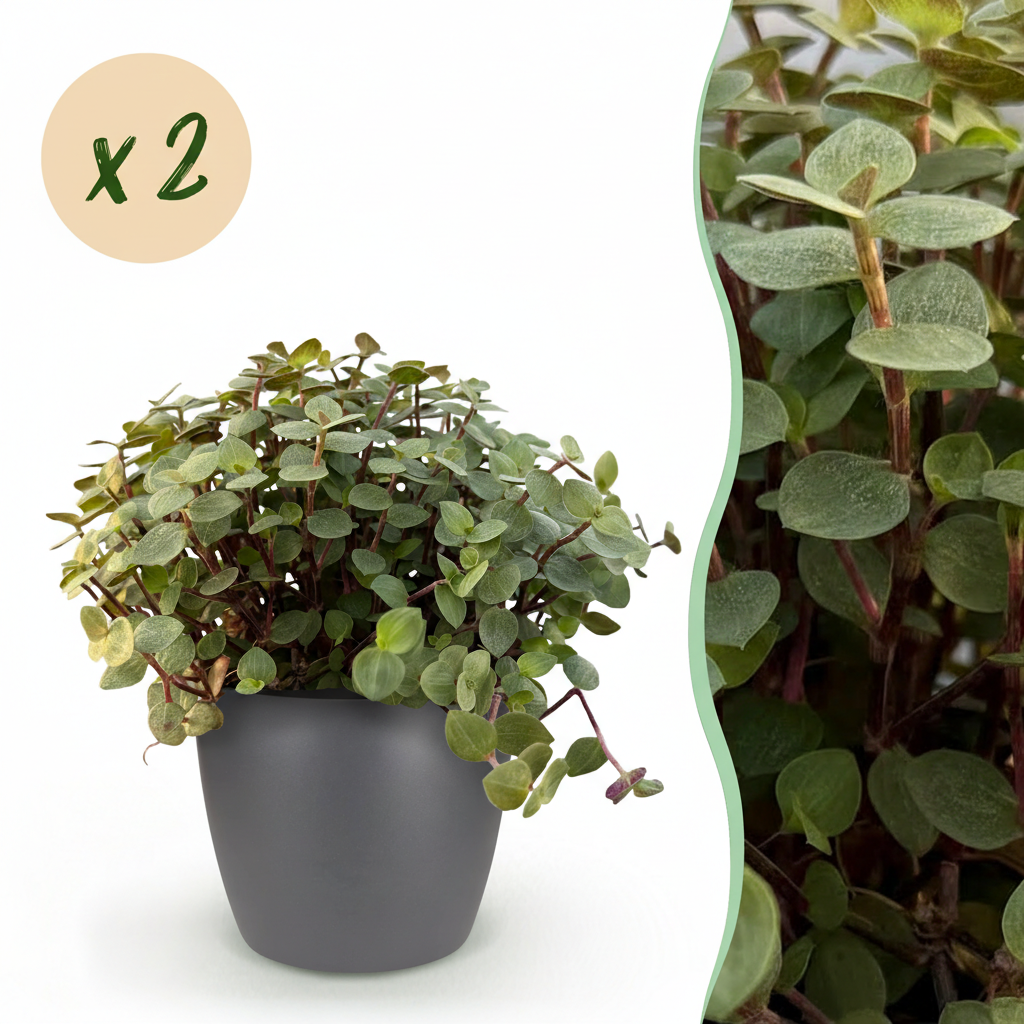 Green boutiQ - Zimmerpflanze - Calissia repens - Katzengras - Haustierfreundlich - Grün - 2 Pflanzen - mit Potter Grau - Topf 12cm - Höhe 17-20cm 