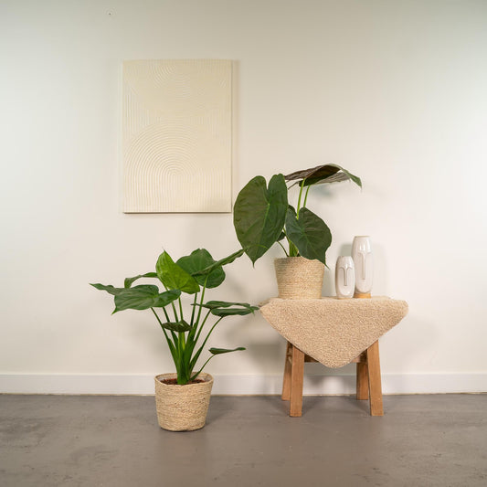 Zimmerpflanzen-Set Alocasia Cucullata + Alocasia Wentii – Ø19 cm – ↕60 cm – 2er-Set – Luftreinigend – Tropisches Design – Mit Korb Selin 
