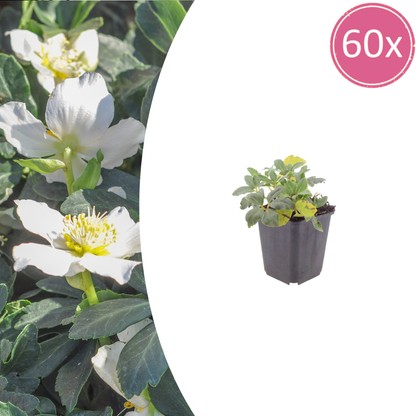 Helleborus niger Christrose – 60 Pflanzen – Ø9cm – Höhe 10-25cm – Winterharte Staude – Weiße Winterblüte – Für Schattenbeet & Unterpflanzung
