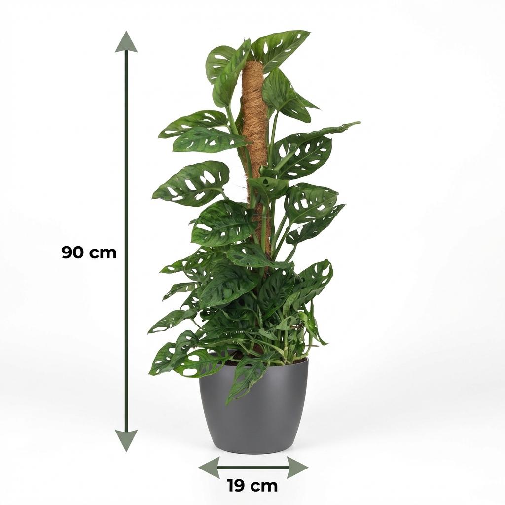 Monstera Adansonii Monkey Mask am Moosstab 90cm – Zimmerpflanze mit Lochblättern im Potter Grau Übertopf Ø19cm – Kletterpflanze pflegeleicht, tropischer Look für Wohnung & Büro 