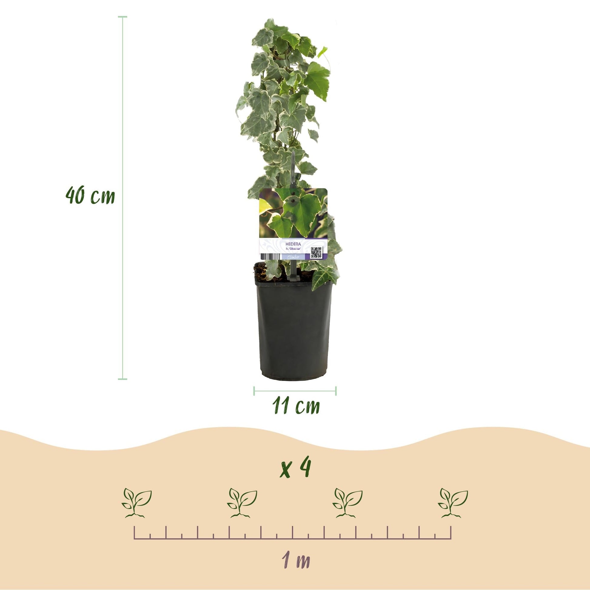 Kletterpflanze Hedera helix 'Glacier' – 2 Pflanzen – Immergrün – Blatt bunt – 11 cm – Höhe 40 cm – Efeu für Innen & Außen – Hängeampeln & Bodendecker 