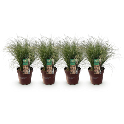 Neuseeland Segge Carex comans Frosted Curls – 4 Pflanzen – Ø17cm – Immergrün, pflegeleicht & elegant – Höhe ca. 50cm – Moderner Look & luftreinigend 