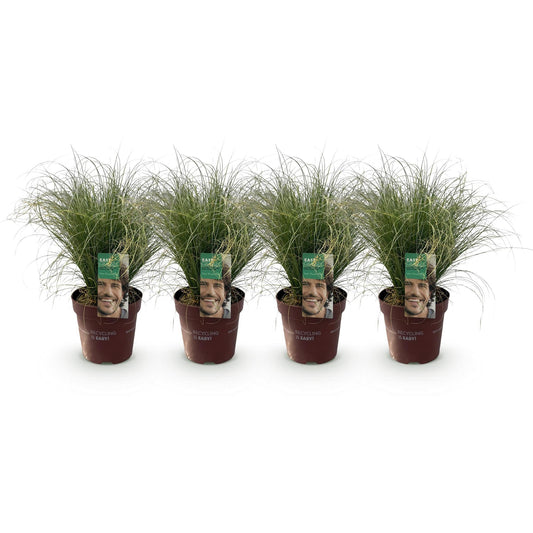 Neuseeland Segge Carex comans Frosted Curls – 4 Pflanzen – Ø17cm – Immergrün, pflegeleicht & elegant – Höhe ca. 50cm – Moderner Look & luftreinigend 