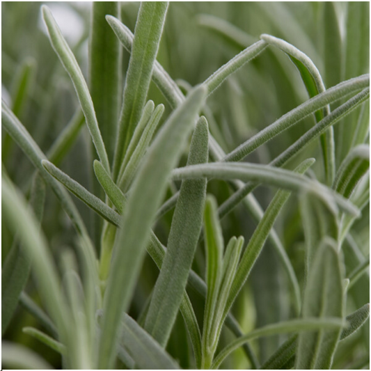 Echter Lavendel – Lavendel angustifolia – Ø7cm – ↕15 cm – 72 Pflanzen – Duftend & Winterhart – Für Garten, Balkon & Terrasse – Pflegeleicht