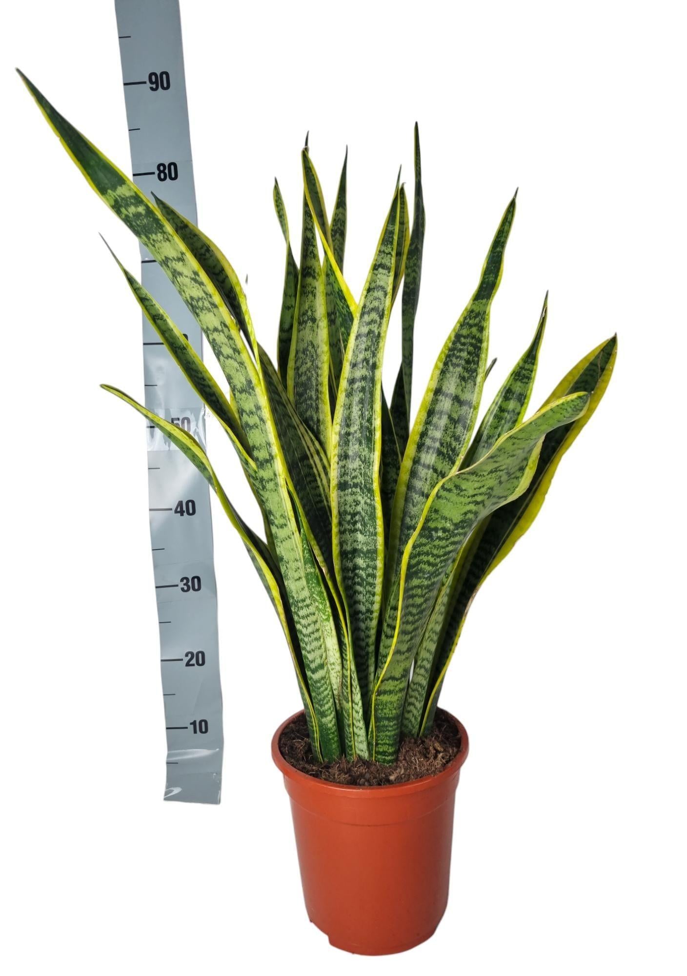 Sansevieria Laurentie - 90cm 