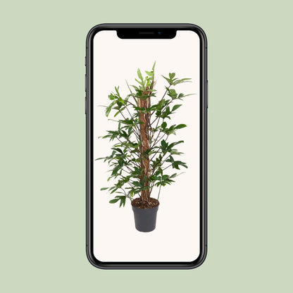 Baumfreund - Philodendron Pedatum - Zimmerpflanze - Ø24cm - ↕120cm