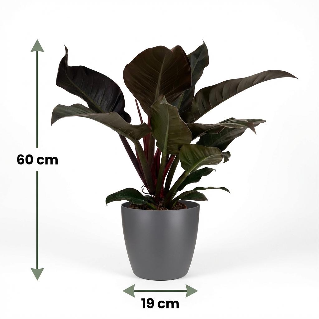 Philodendron Imperial Red Baumfreund 60cm – Zimmerpflanze mit roten Blättern im Potter Grau Übertopf Ø19cm – glänzendes Laub, kompakter Wuchs – pflegeleicht, luftverbessernd für Wohnung & Büro 