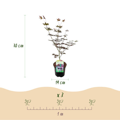 Japanischer Ahorn – Acer palmatum 'Trompenburg' – 2 Pflanzen – ca. 70 cm hoch –  Ø19 cm – dunkelviolette Blätter – Balkon- & Gartenpflanze 